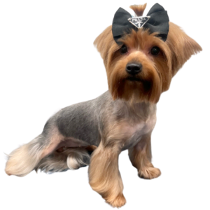 mobile pet grooming miami