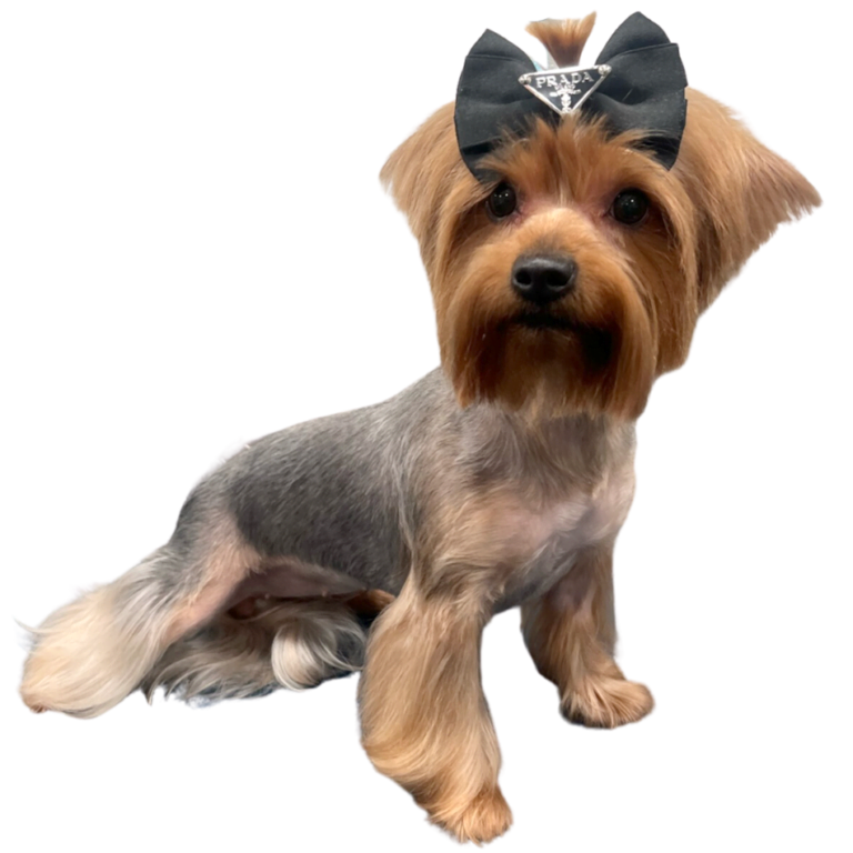 mobile pet grooming miami