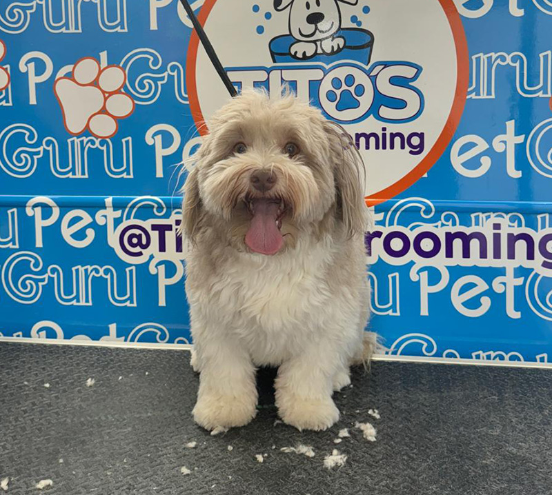 pet grooming near me