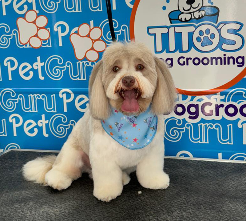 dog grooming service