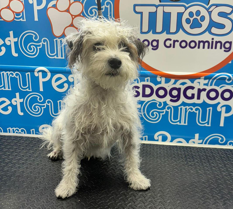 dog grooming miami