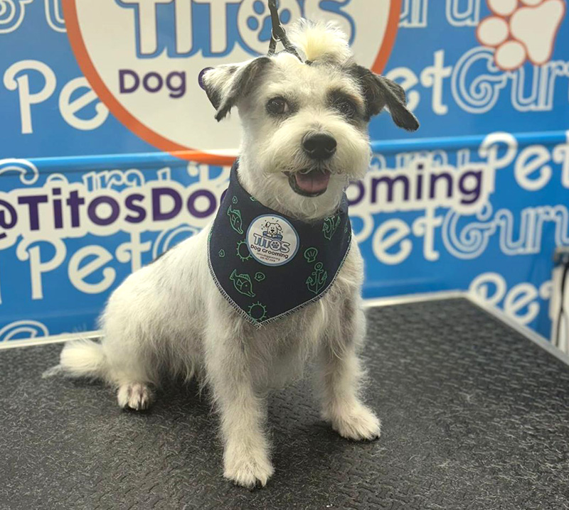 titos dog grooming miami