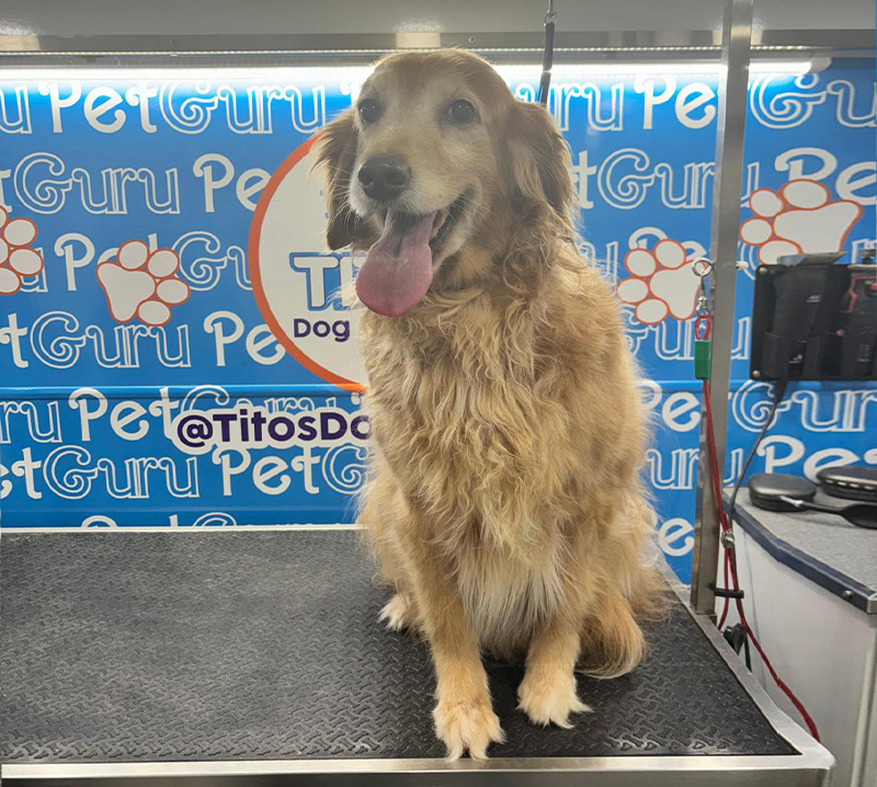 mobile dog groomer miami