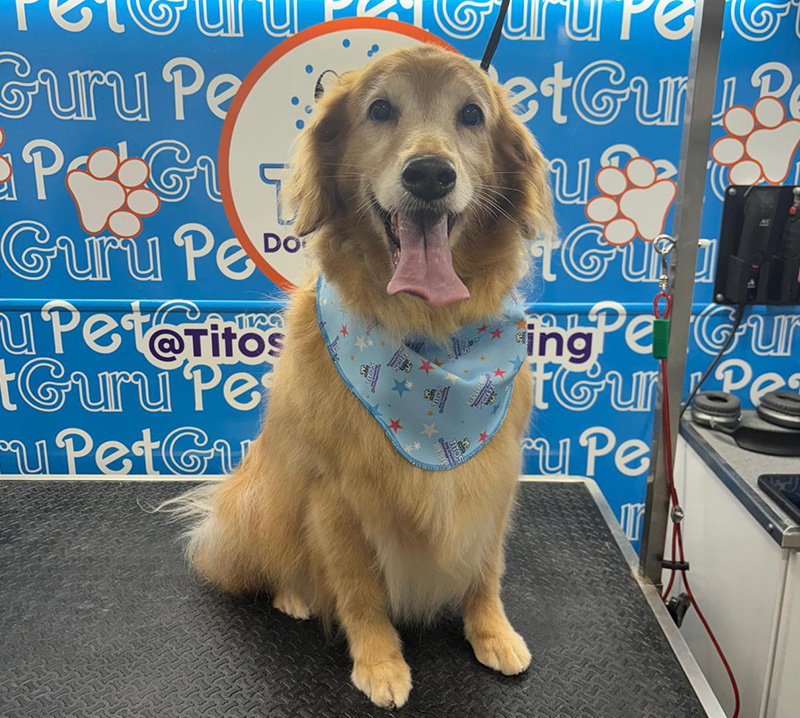 Grooming for dogs miami