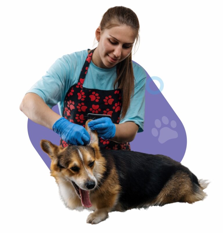 pet grooming